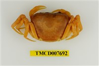 藏品(扁足澤蟹)的圖片